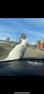 Животные
