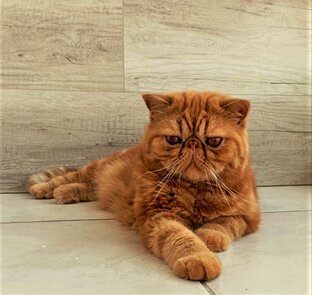 Котики экзотики 