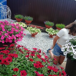 Петуния и др цветочки 2023 г