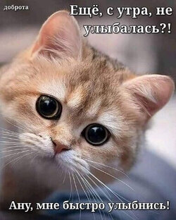 Любимые животные