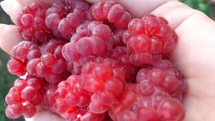 Садовые заметки