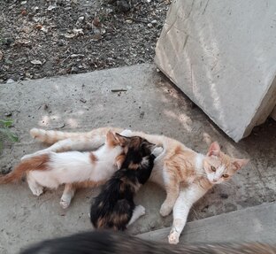 Котики