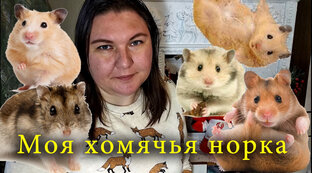 НОРКА ХОМЯКА