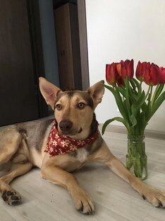 Вита Сапфир