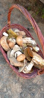 Тихая охота