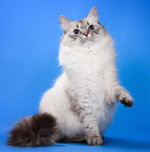 Ямайкины истории