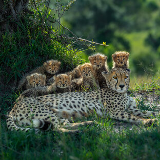 Дикая природа Африки 