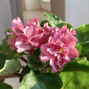 Все о фиалках