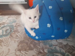 Кошачьи истории