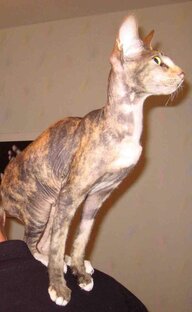 Наши любимые животные