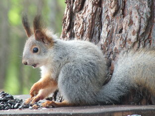 Белки и другие зверьки