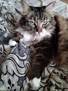 Наши кошки.