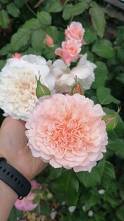 Обзор посылки с саженцами роз. 