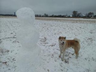 Животные