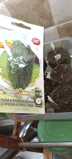 Дихондра2023