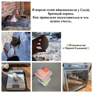 Серые Гуси