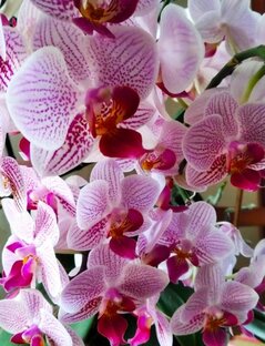 Фаленопсисы