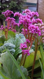 Цветы, деревья, трава 