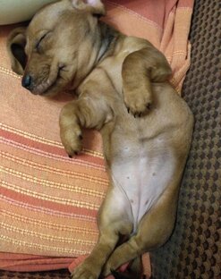 Собаку в студию