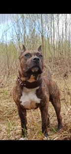 Амстафф ЗОЛЬД 