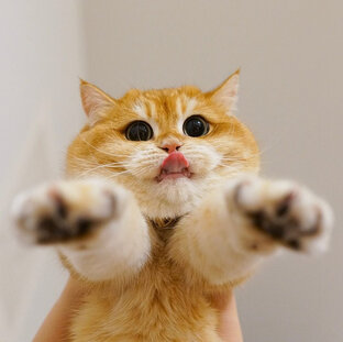 Интересные породы