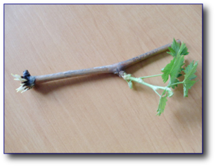 Размножение винограда