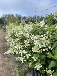 Фестиваль гортензий в Репейнике 