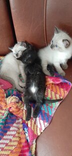 Наши кошки Соня и Ева 