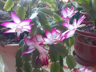 Мои комнатные цветы