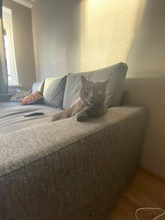 Нельсон, котик коротколапый 😉