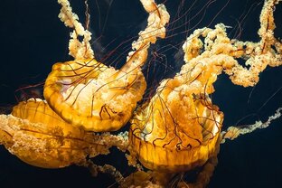 Интересные факты