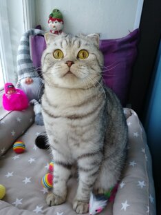 Марсель - мойкотэ! 