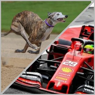 Собаки-рекордсмены