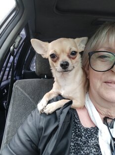 спасение, собаки, животные,бездомные собаки,собака друг человека