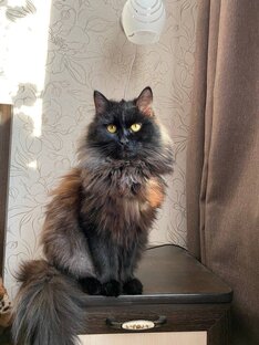 Коты и прочая живность