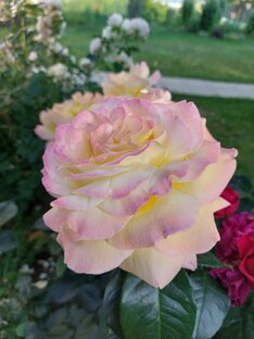 Дачная жизнь