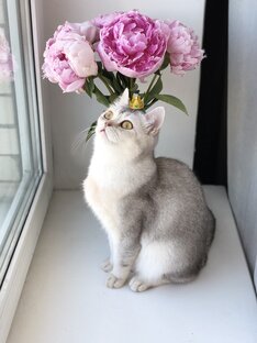 Мама кошка Кайли 👑