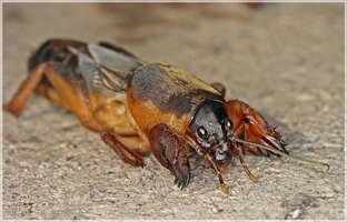 Болезни и вредители: меры борьбы с ними