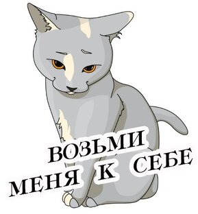Взрослые кошки и коты в добрые руки.