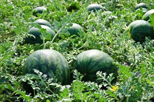 интересные факты