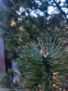 Национальные парки🌲