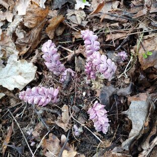 Редкие растения Подмосковья