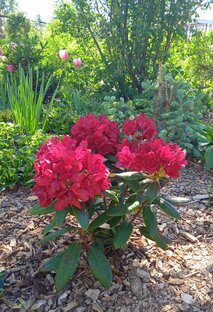 Дизайн сада. 