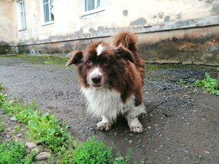 Мишка, 12 лет. Хозяева найдены 