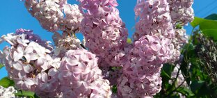 "Где все живы и здоровы, и тебе немного лет"