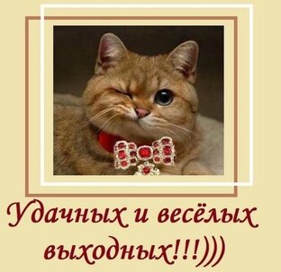 эти смешные животные