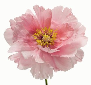 Духовное растение 