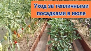 Мои теплицы