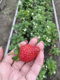 Клубника в огороде