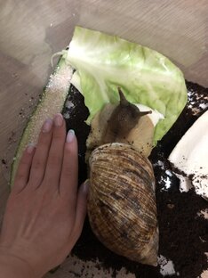 Lissachatina fulica 🐌